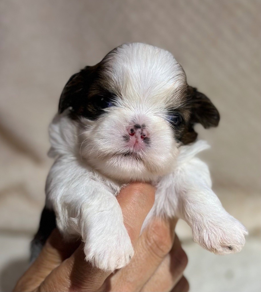 I Crush On You - Chiot disponible  - Shih Tzu