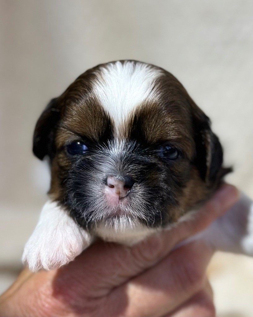 I Crush On You - Chiot disponible  - Shih Tzu