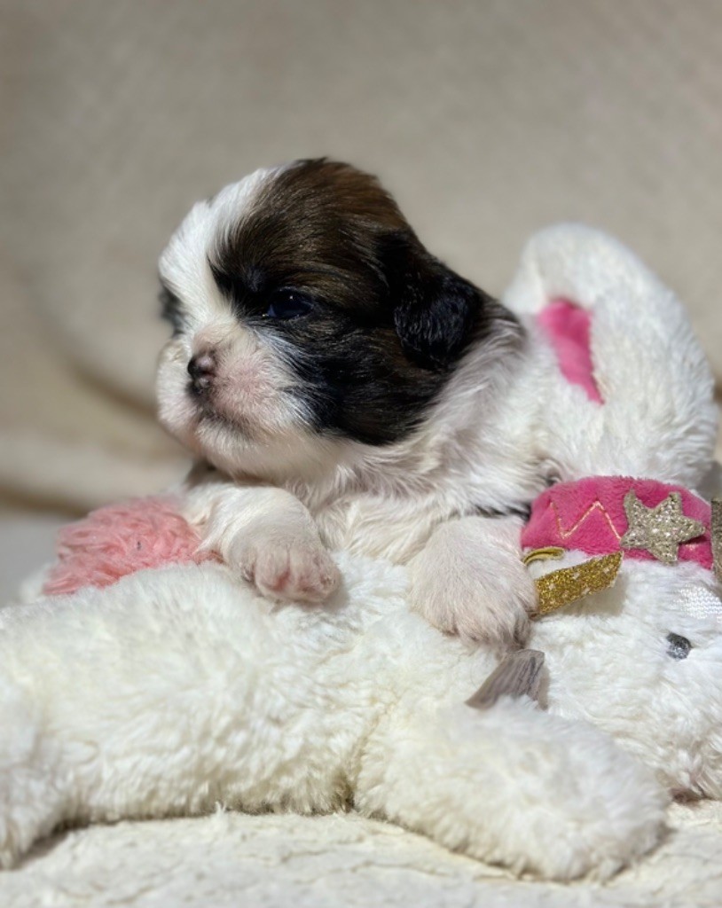 I Crush On You - Chiot disponible  - Shih Tzu