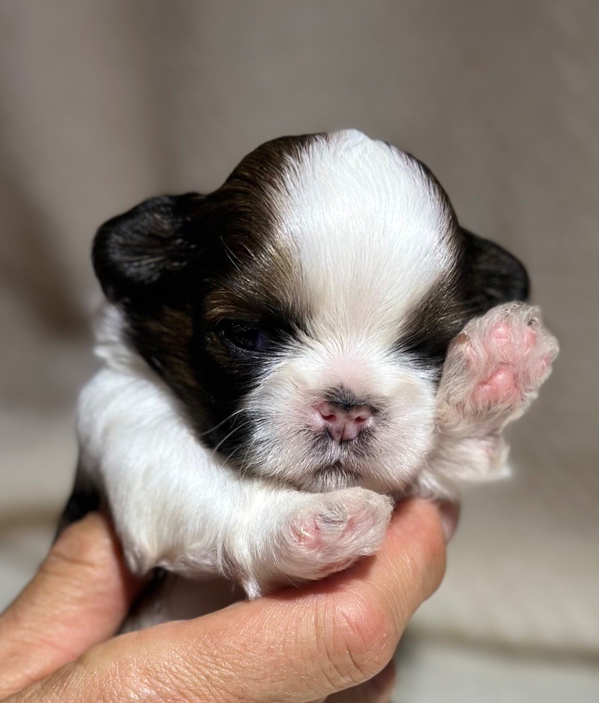 I Crush On You - Chiot disponible  - Shih Tzu