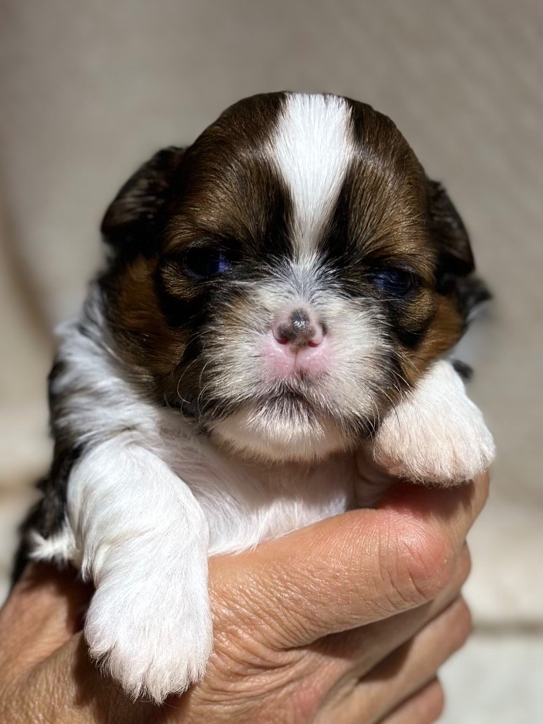 I Crush On You - Chiot disponible  - Shih Tzu