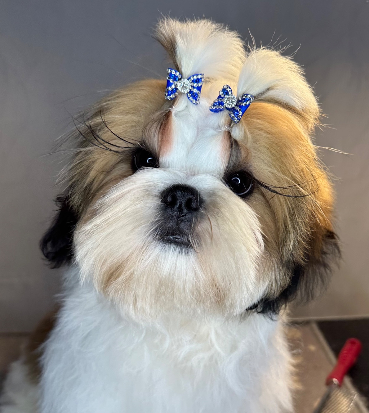 I Crush On You APOLLON