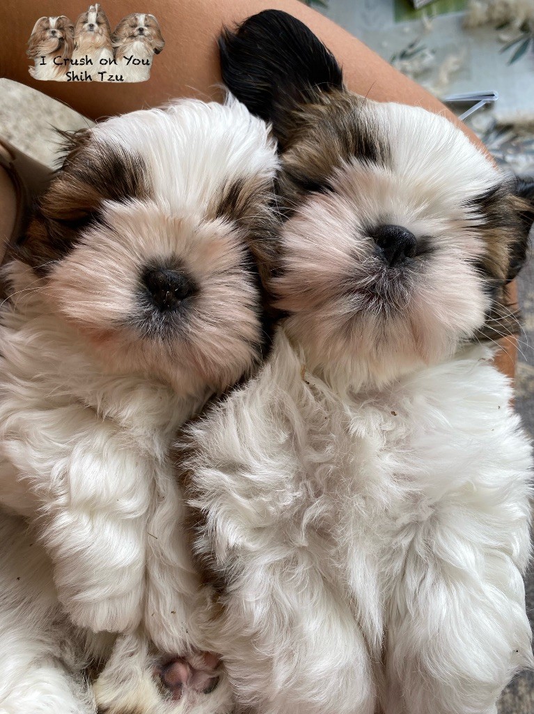 les chiots ont 8 semaines