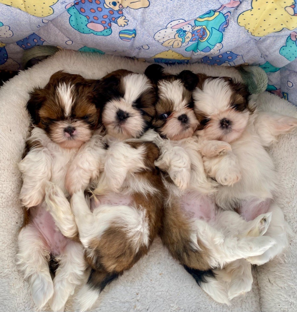 bébés Hakiko X Stark