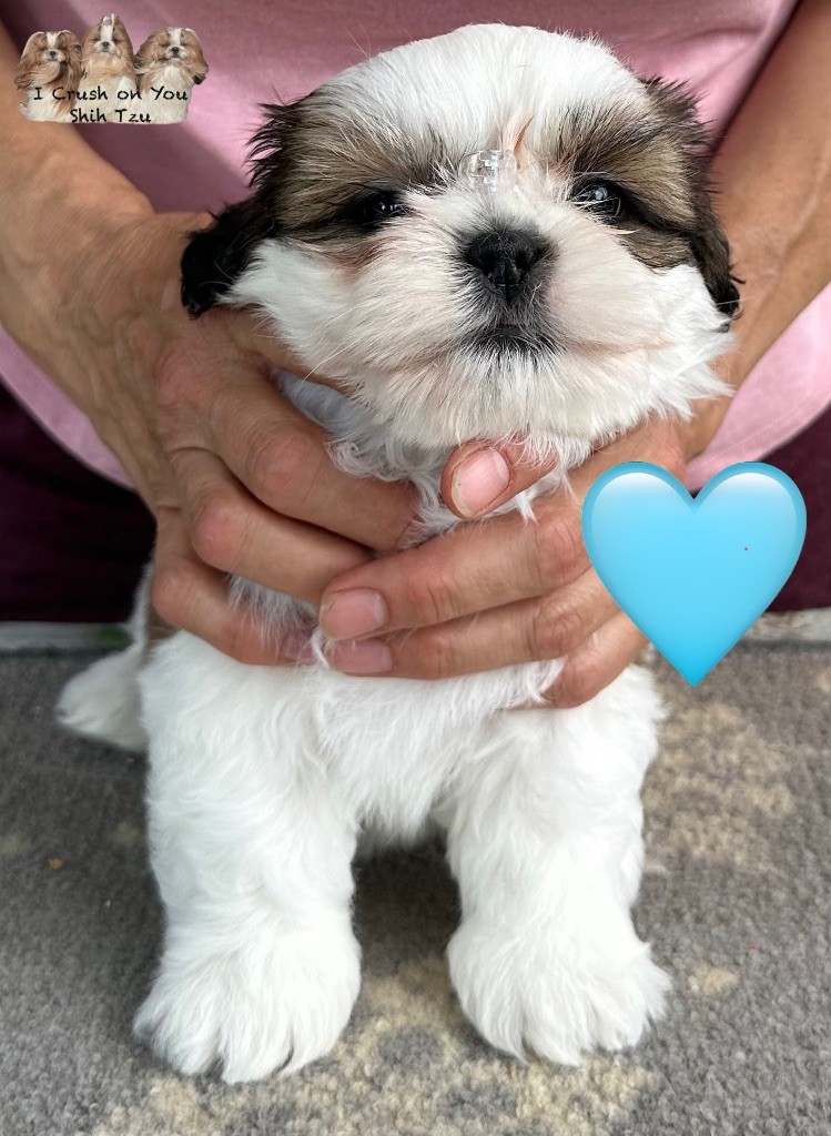 I Crush On You - Chiots disponibles - Shih Tzu