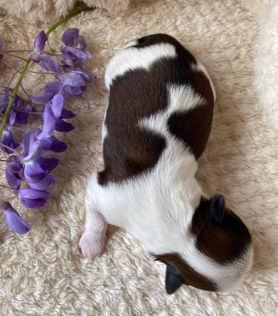 I Crush On You - Chiots disponibles - Shih Tzu