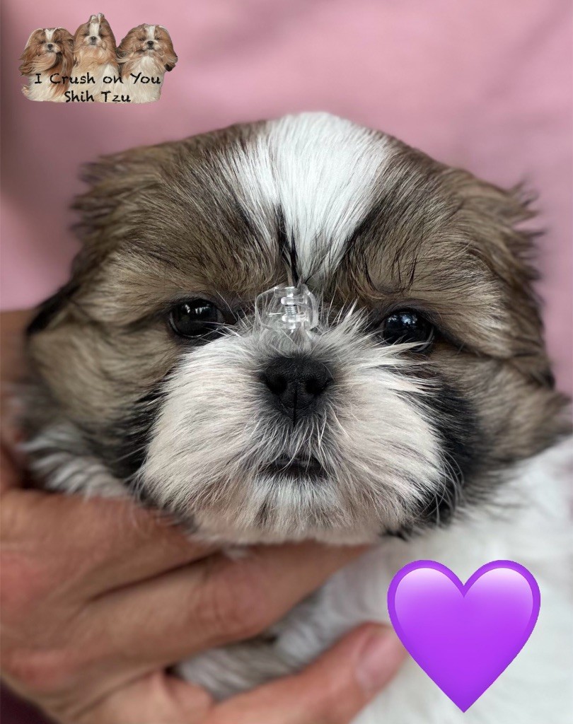 I Crush On You - Chiots disponibles - Shih Tzu