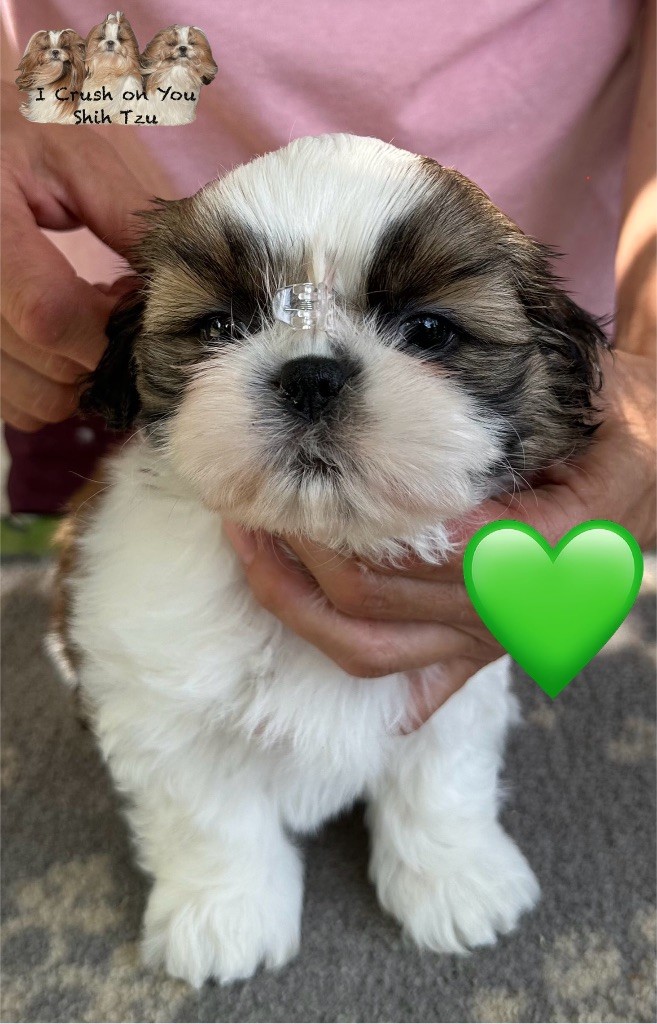 I Crush On You - Chiots disponibles - Shih Tzu