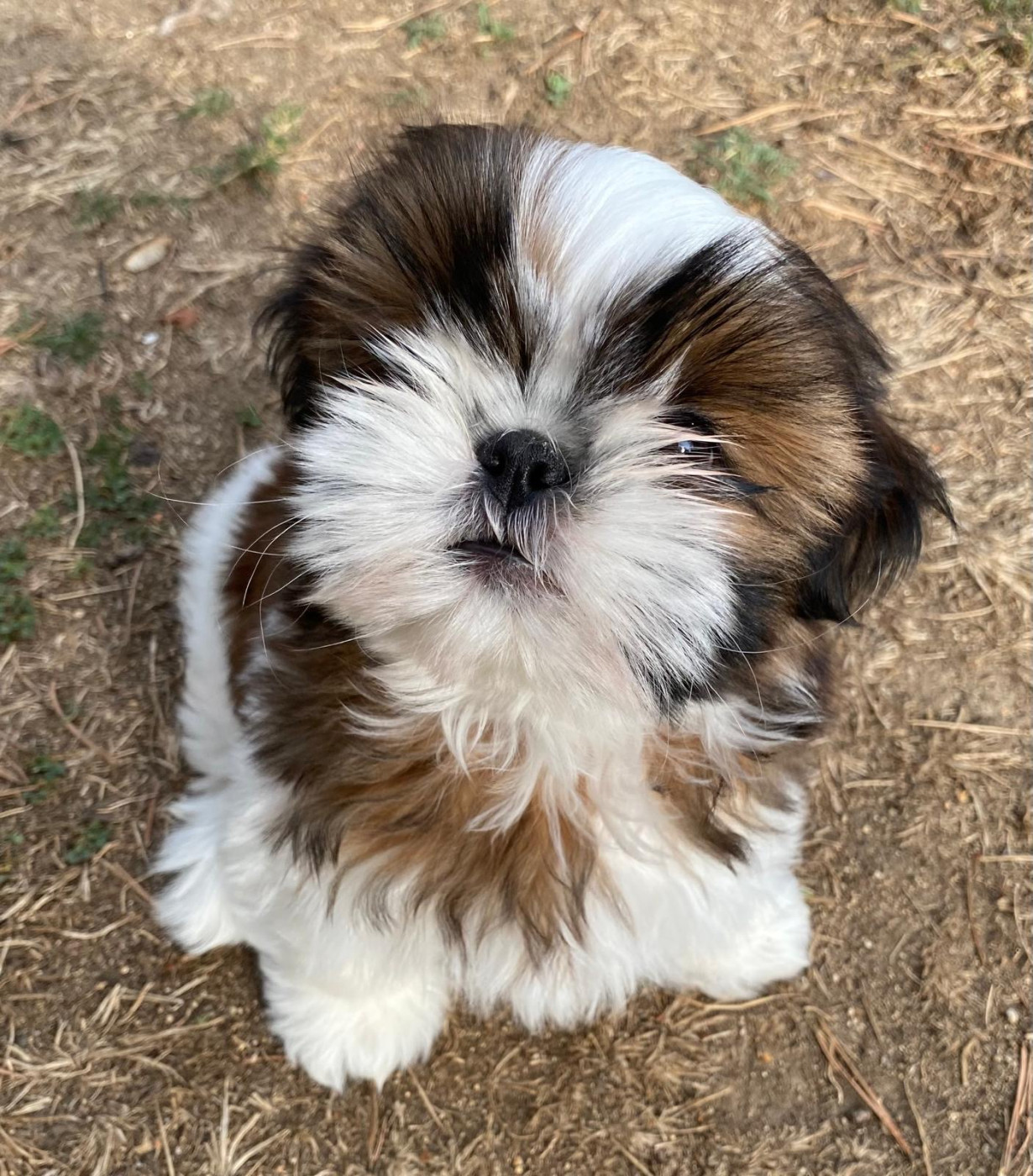 I Crush On You - Chiots disponibles - Shih Tzu