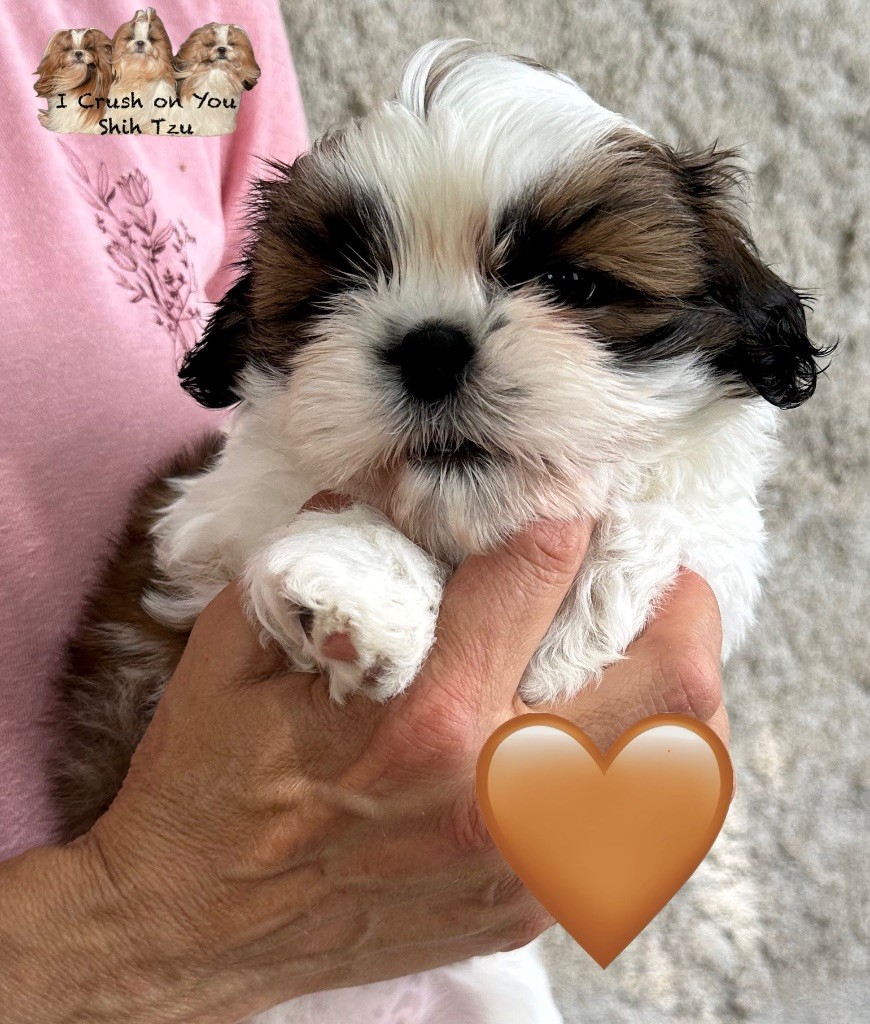 I Crush On You - Chiots disponibles - Shih Tzu