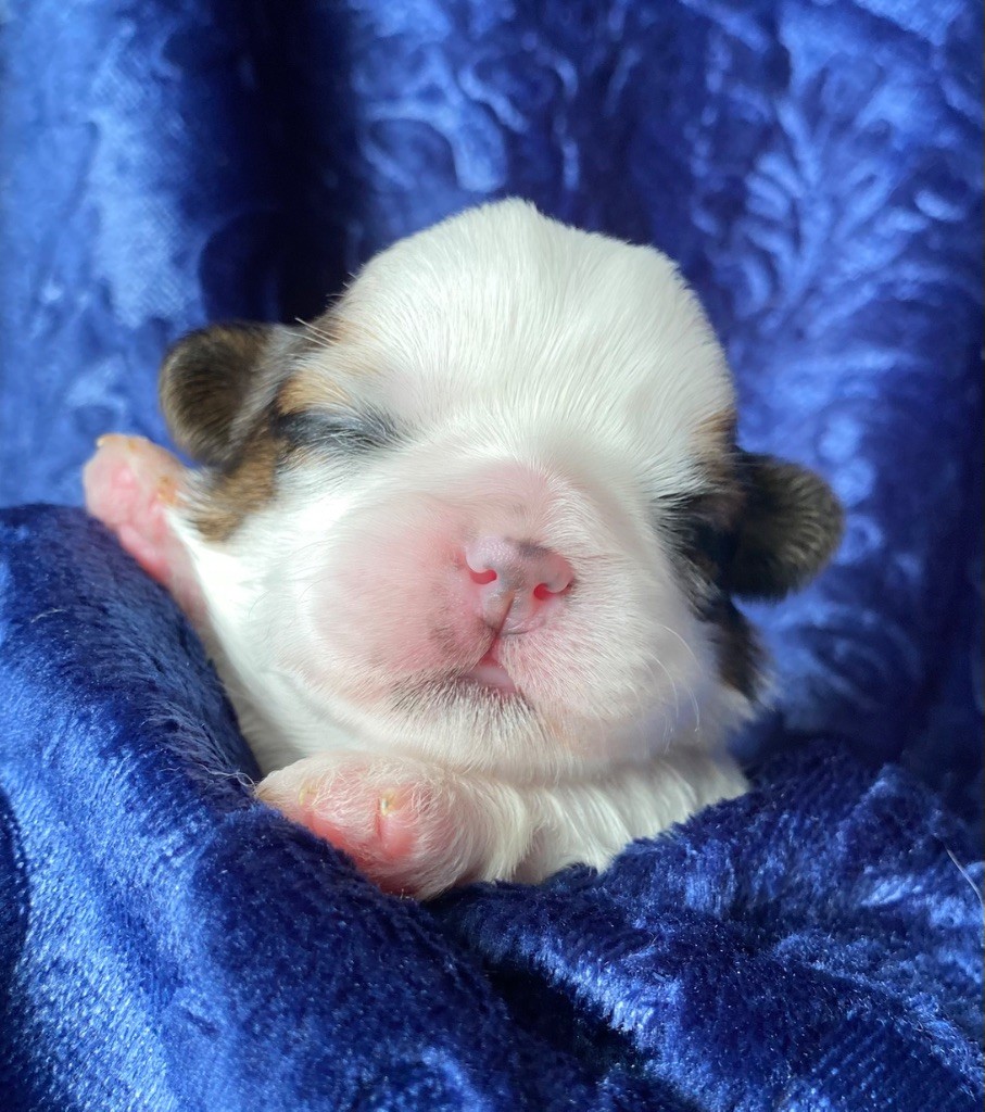 I Crush On You - Chiots disponibles - Shih Tzu