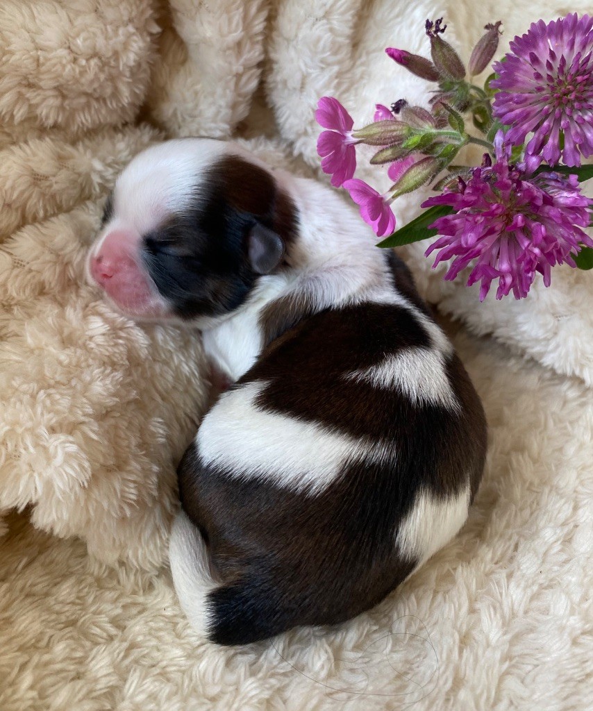 I Crush On You - Chiots disponibles - Shih Tzu