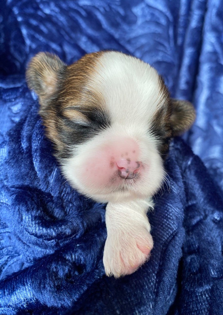 I Crush On You - Chiots disponibles - Shih Tzu
