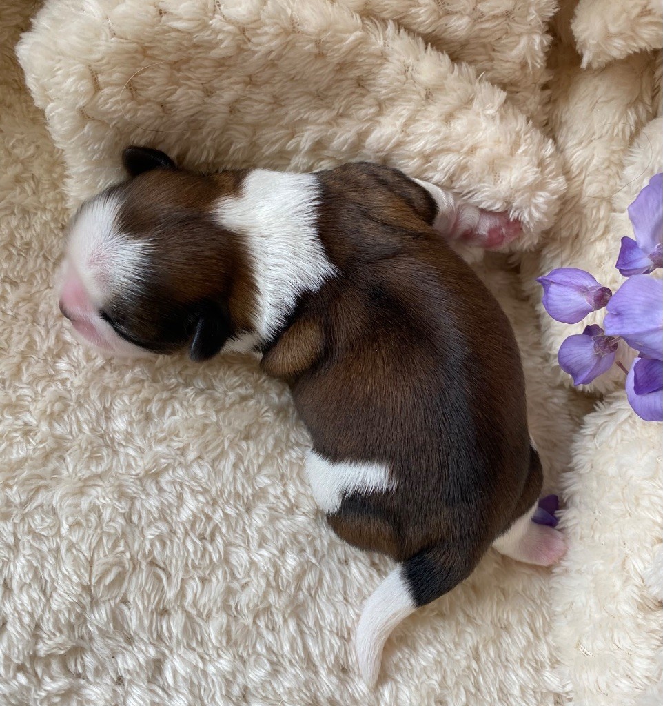 I Crush On You - Chiots disponibles - Shih Tzu