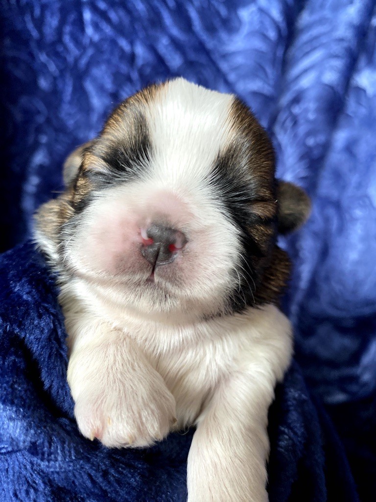 I Crush On You - Chiots disponibles - Shih Tzu