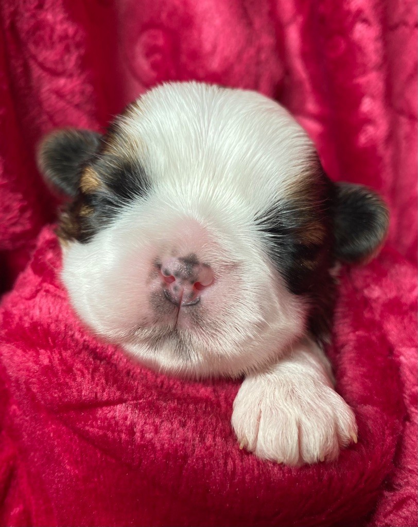 I Crush On You - Chiots disponibles - Shih Tzu