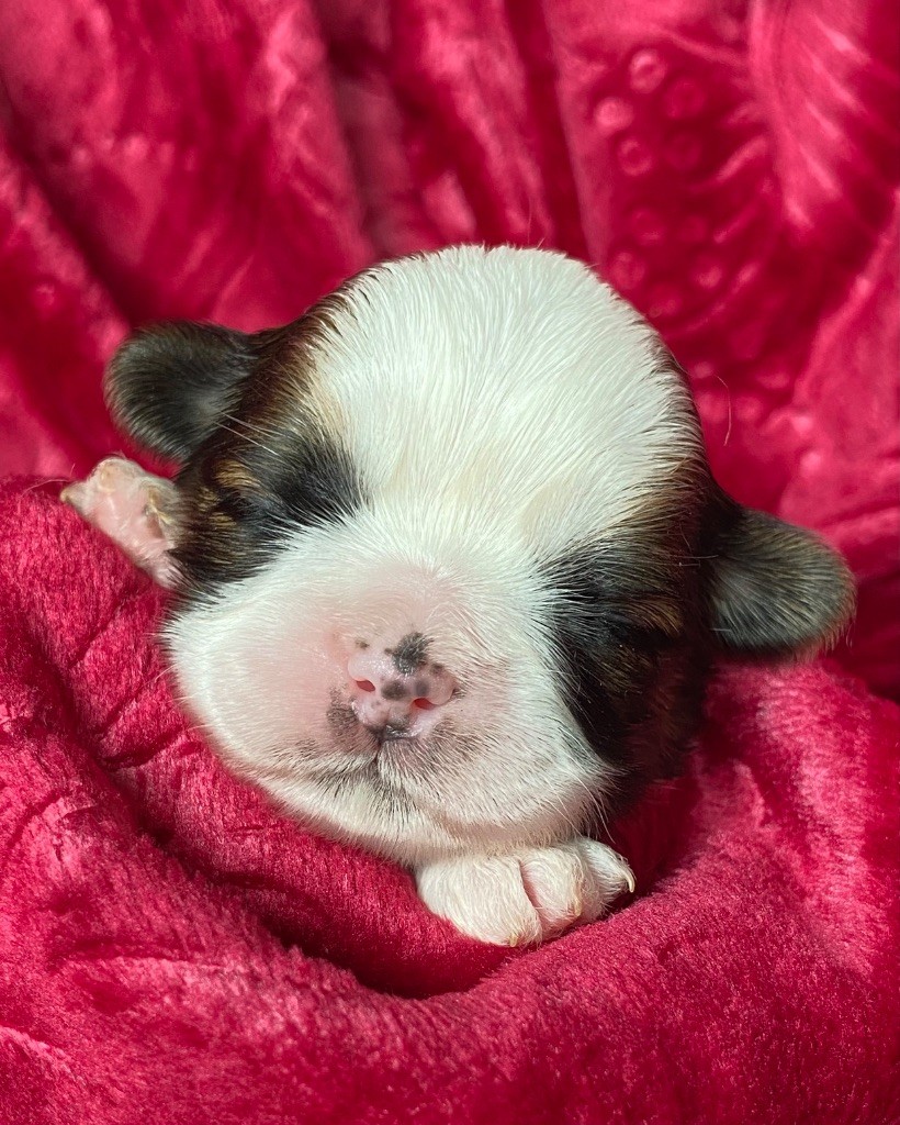 CHIOT 6