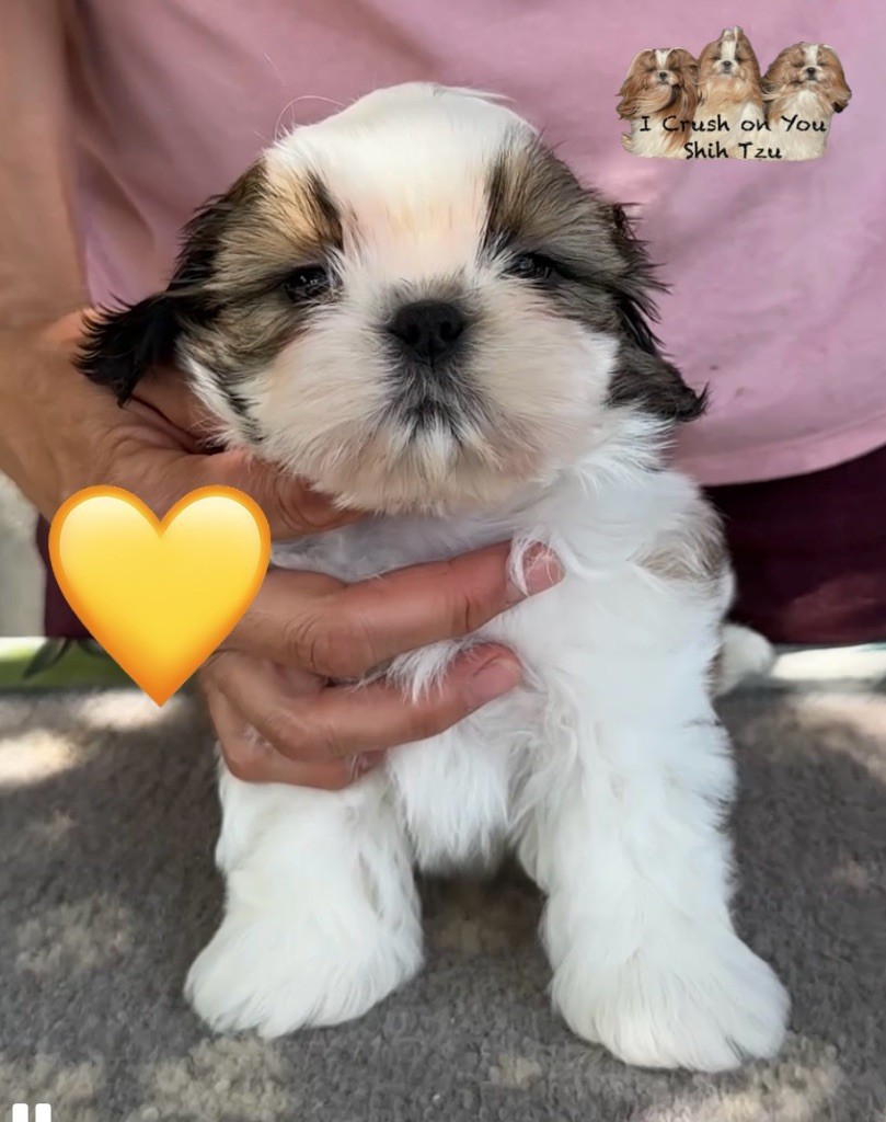 I Crush On You - Chiots disponibles - Shih Tzu