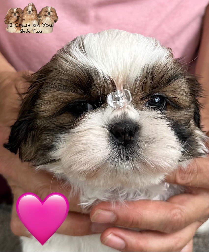 I Crush On You - Chiots disponibles - Shih Tzu