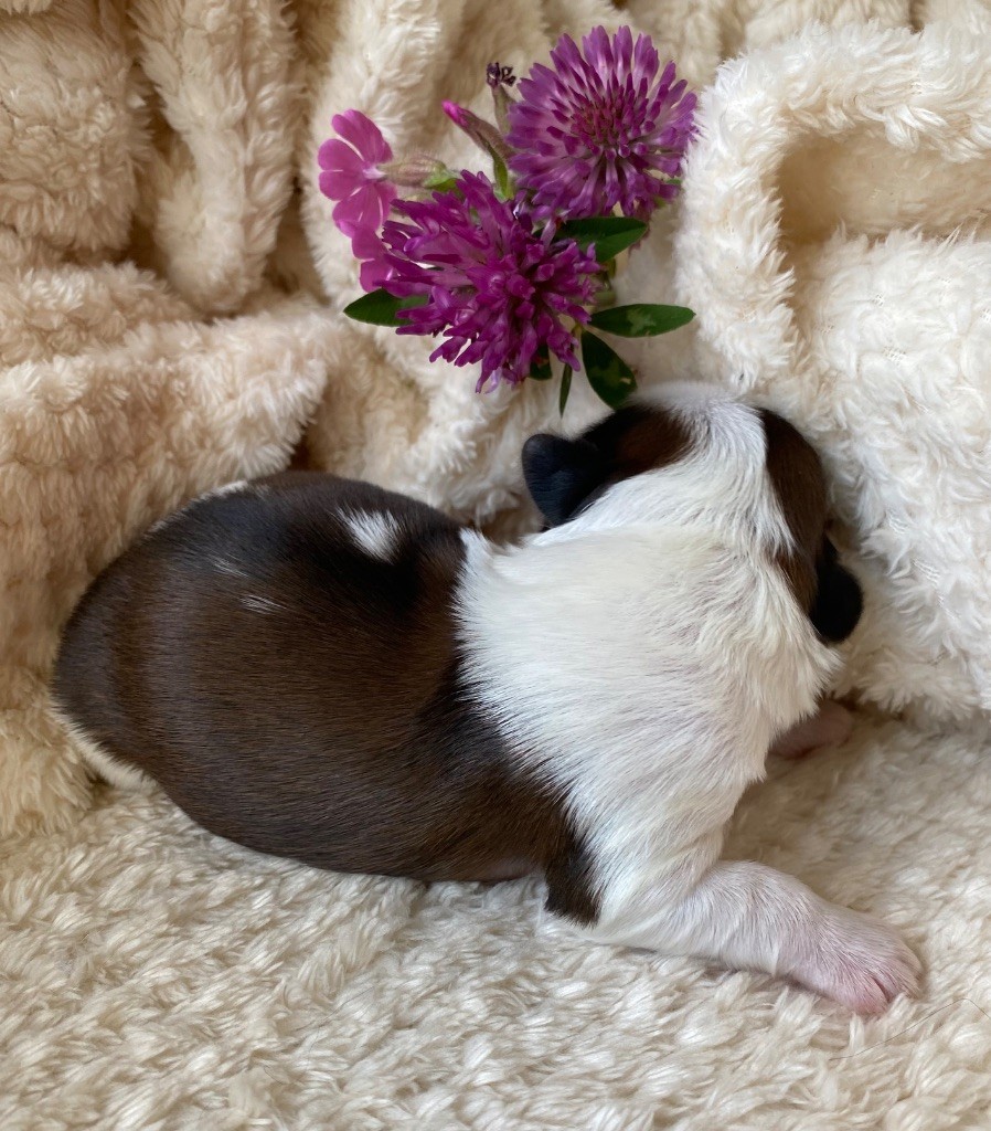 I Crush On You - Chiots disponibles - Shih Tzu