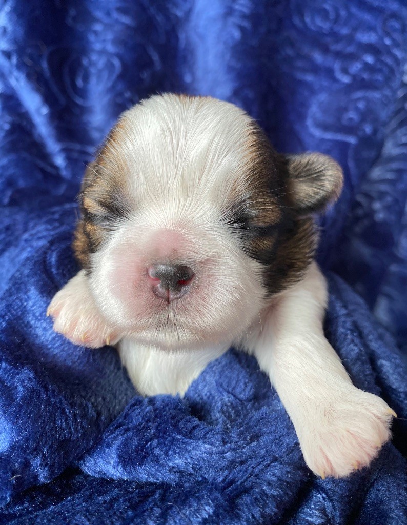 I Crush On You - Chiots disponibles - Shih Tzu